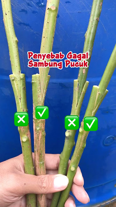 This is one of the reasons why grafting fails #grafting #mangografting