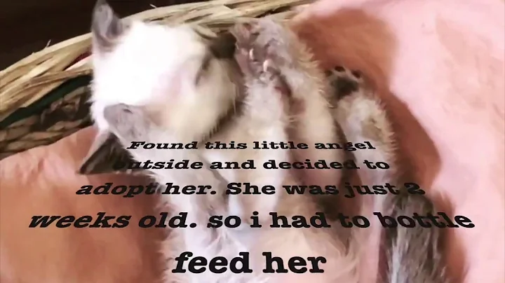 Video 1631621: siamese cat, cutest siamese, cat adoption, cat outside, cat house