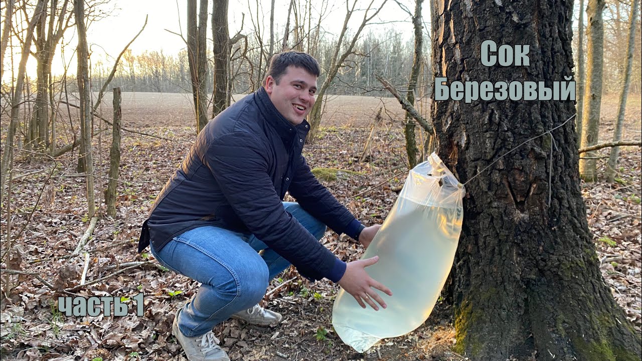 Картина девочка пьет березовый сок автор