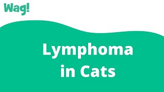 Lymphoma in Cats | Wag!