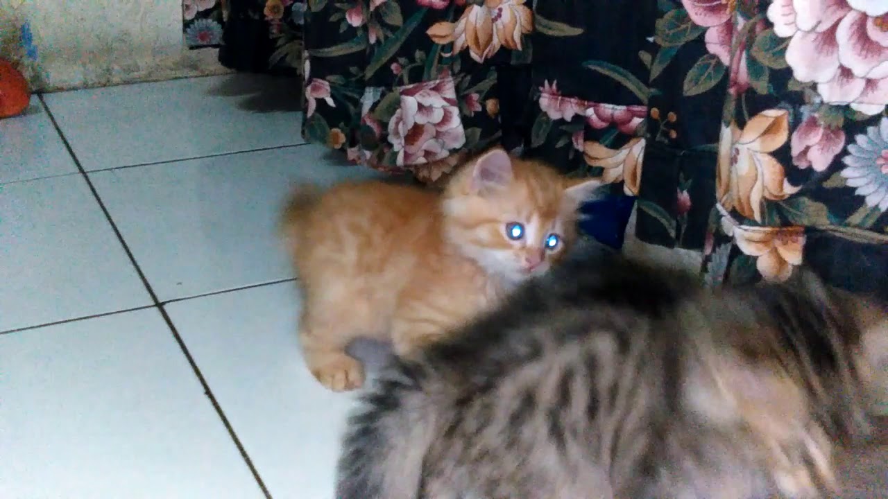  Kucing bermain  lucu banget YouTube