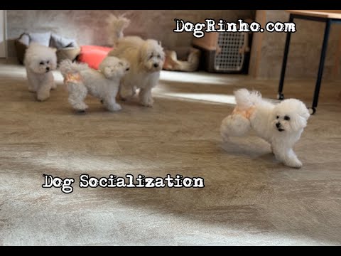 【犬の社会化と犬の保育園】犬の楽園ドッグリーニョの1日 Dog daycare and dog paradise in Japan dogs and puppy 20240118