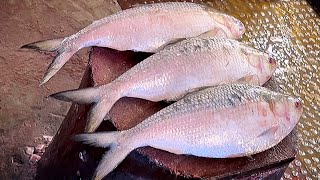 Big Hilsa Fish Cutting Skill Live In Bangladesh Amazing Cutting Skills