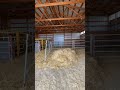 Calving Barn is Ready. #alberta #cattle #calving