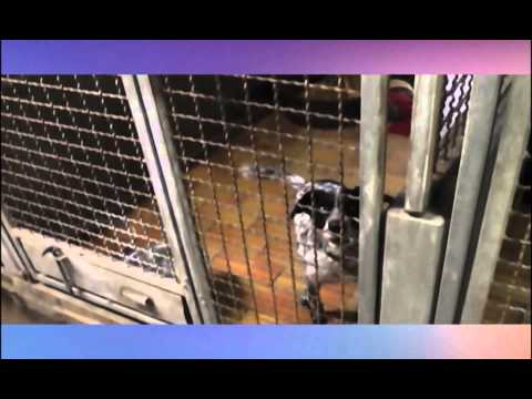 Spendenaufruf Bertha-Bruch-Tierheim Saarbrücken - YouTube