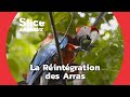 Argentine : Réintégrer les Arras dans le Parc d'Ibéra | SLICE ANIMAUX