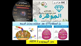 دور الريبوزوم والـ ARNt