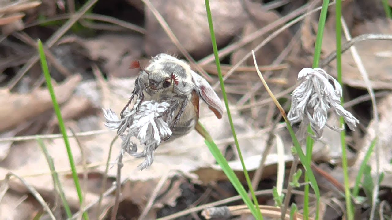 Майские жуки. ( Melolontha )