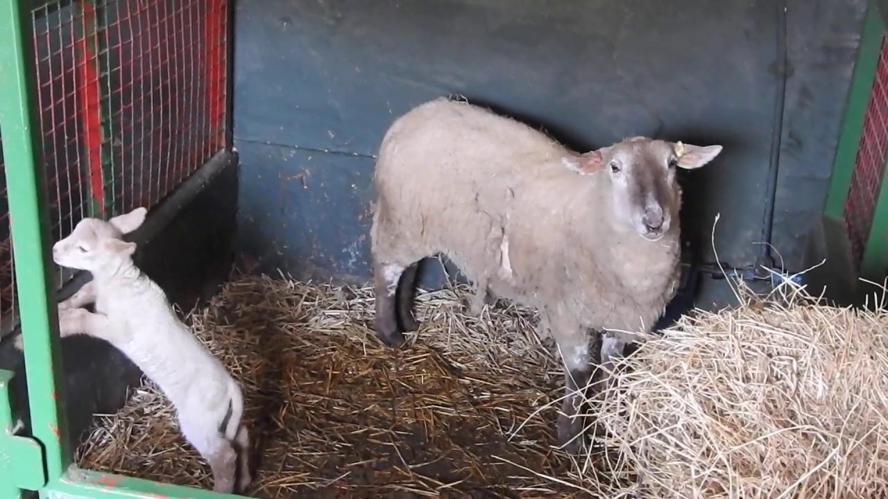 羊親子 Sheep mom & babies 2020 0217 - YouTube