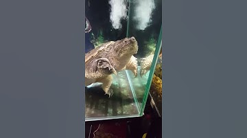 Rùa cá sấu common🐊 2 năm tuổi.