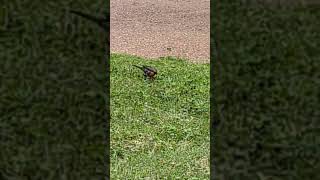I would say earlier bird gets the worm but it's like 5 PM.  #bird #animals #crittercam