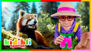 Aprendamos Sobre Los Animales Salvajes | Vídeos Educativos Sobre Animales Para Niños | Kidibli