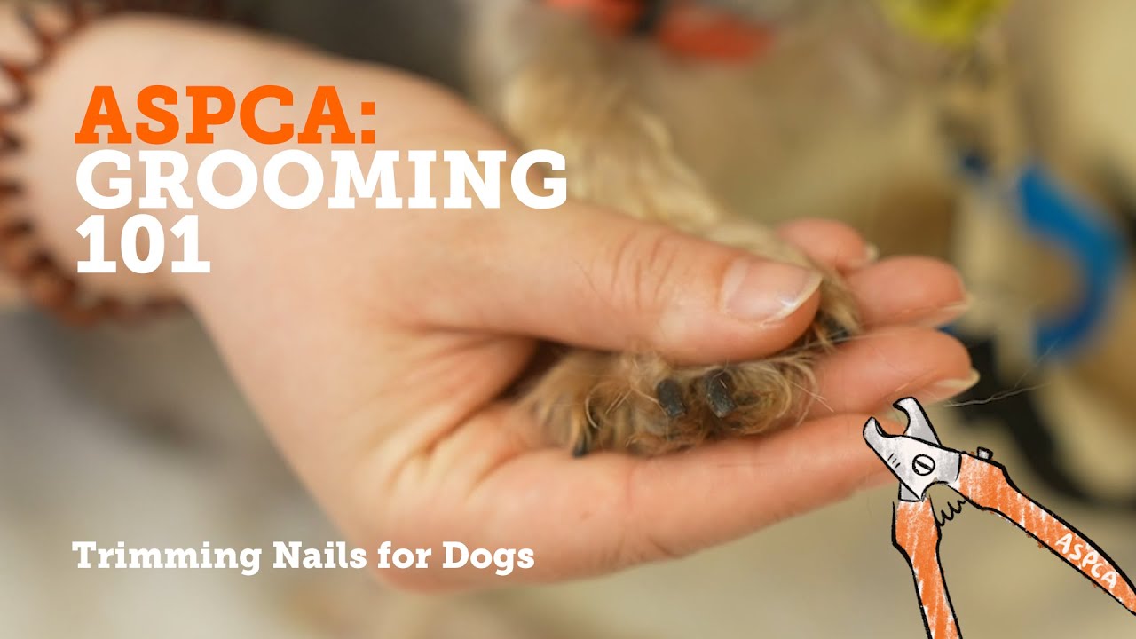 ASPCA Grooming 101 - Trimming Nails for Dogs - YouTube