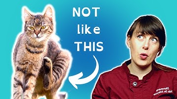How to Know if Your Cat Has Fleas (without seeing them!!) | VET ADVICE