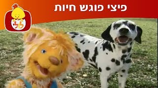 פיצי פוגש חיות: כלב וחתול - ערוץ לולי