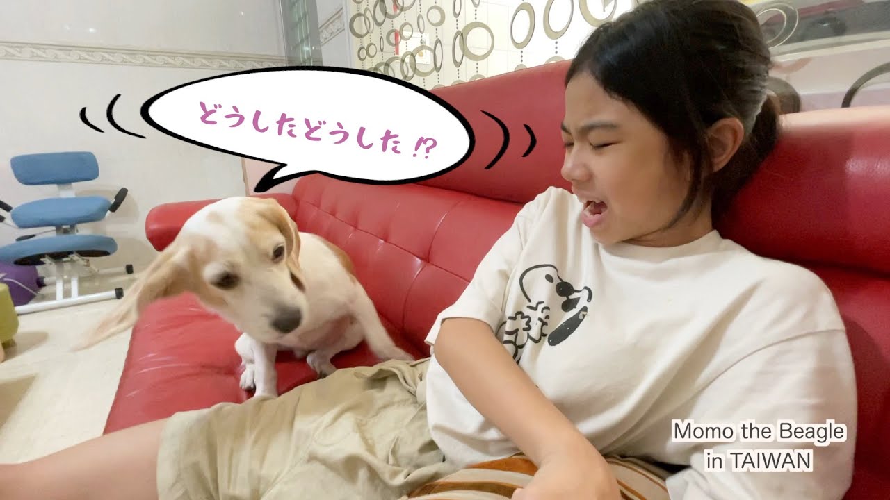 ココちゃんとステイホームのビーグル犬モモ たまにはハプニングもあるよね Youtube ココちゃんとステイホームのビーグル犬モモ たまにはハプニングもあるよね Youtube
