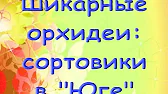 Орхидеи,узамба́рские фиалки,Самара🌺