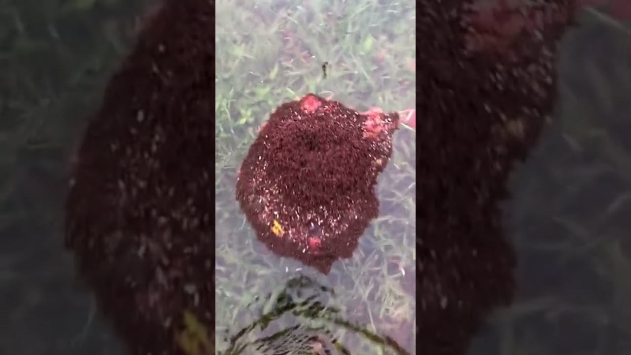 What fire ants do in a flood