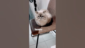 Cache-cache et chat perché! #humour #drole #rire #chats #chien