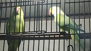 Beautiful Ring Neck Parrots - Ringneck Indian Parrots