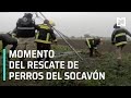 Rescate de perros de socavón de Puebla - Las Noticias