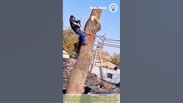 Segmented logging process of willow tree: cutting trees process safely