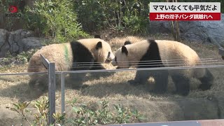 【速報】ママいなくても平気だよ 上野の双子パンダ親離れへ