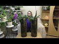Орхидеи! Групповая посадка в 19 литровые вазы! Обзор состояния на (01/19)