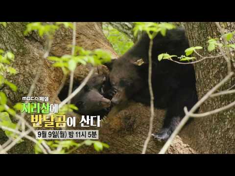 [예고] <strong>MBC스페셜</strong> - 지리산에 반달곰이 산다 (9월 9일 월 밤 11시 5분 방송)