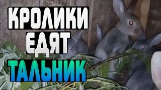КРОЛИКИ ЕДЯТ ТАЛЬНИК АППЕТИТ У КРОЛИКОВ КРОЛИКИ ЕДЯТ ТАЛЬНИК АППЕТИТ У КРОЛИКОВ