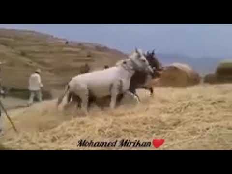 Beni Said Amejjaou Tv بني سعيد امجاو 