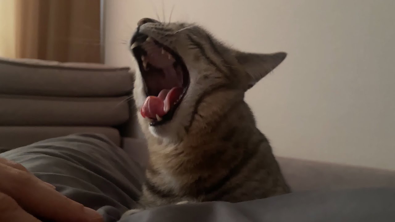 The cat came for his morning dose of affection 