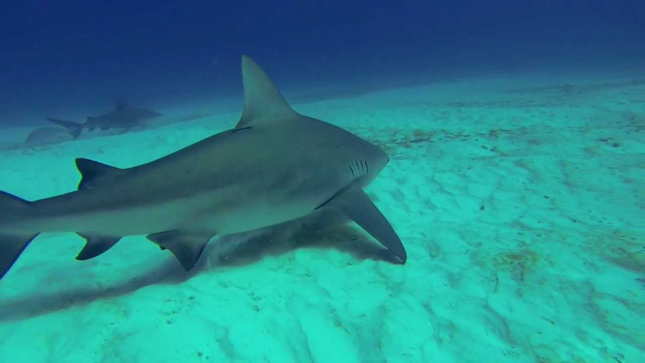 Diving With Bull Sharks Pepedivecenter Buceando con Tiburon Toro