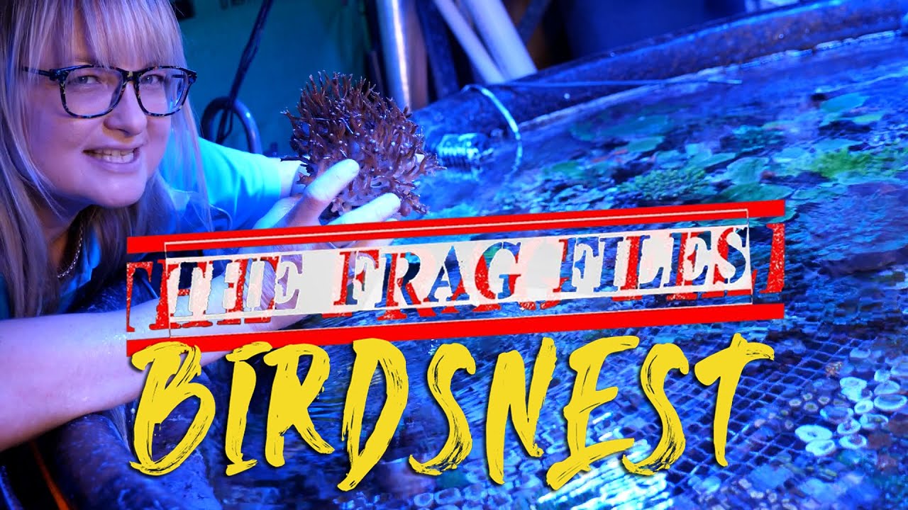 Архив фрагментов: Кораллы Seriatopora Birdsnest — Галерея Aquatica TV