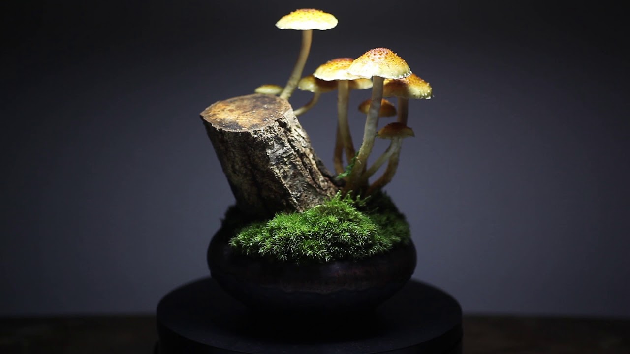 Real Mushroom Bonsai [Pholiota adiposa]