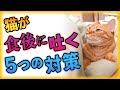 猫の食後の嘔吐が激減した5つの対策