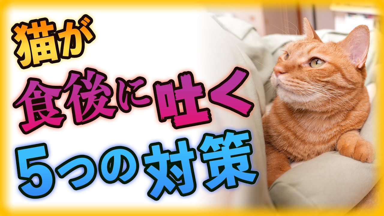 猫の食後の嘔吐が激減した5つの対策 - YouTube