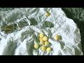 Captagon - Breaking Bad au Moyen-Orient