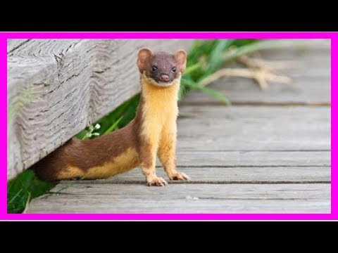 Vidéo: Comment se débarrasser d'un furet à la maison ? Méthodes efficaces