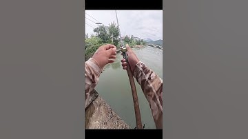 Cần câu mini câu cá gì được ae #cauca #fishing #caulure #fishinglife #lurefishing #funny #mientay
