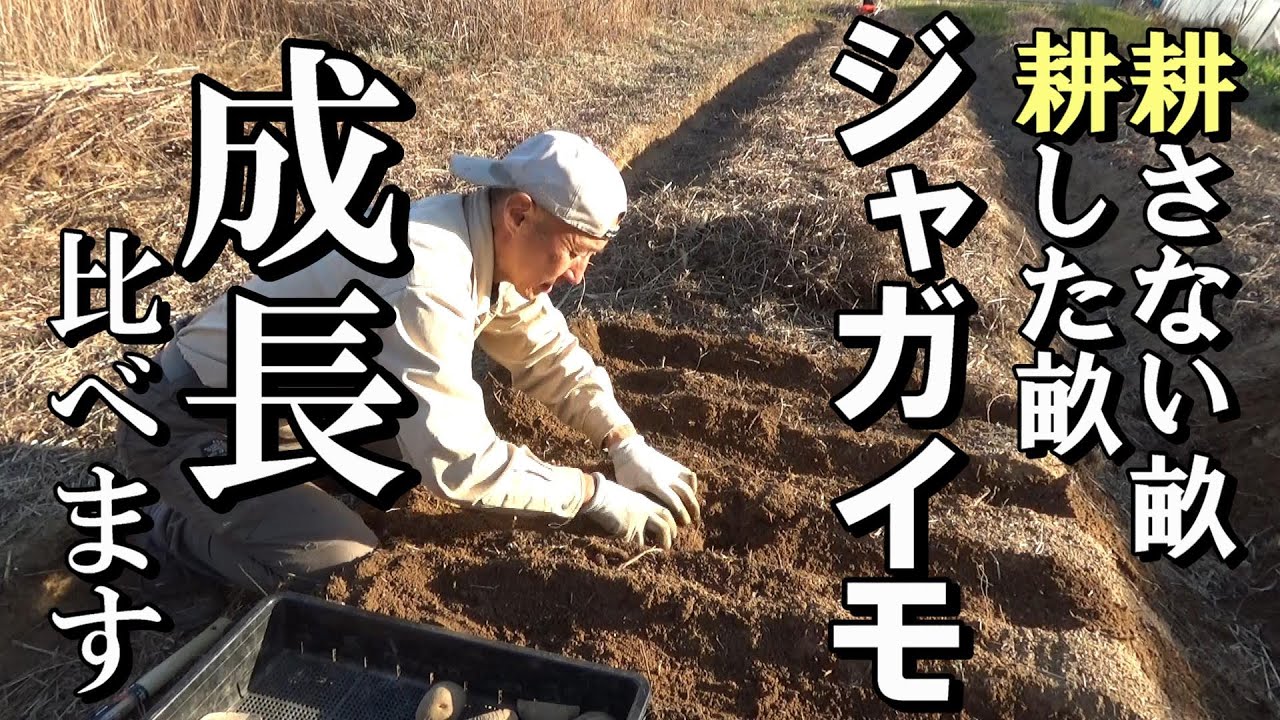 【自然農】耕した畝と耕さない畝　ジャガイモの成長を比べます　2023年3月2日  【natural farming】