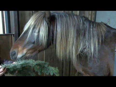 Video: Kaip Padėti Eglutę