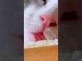 寝落ちする子猫がかわいすぎた...www【預かり保護猫】