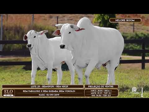 LOTE 29