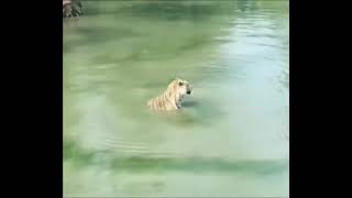 Confused Tiger Meme Template