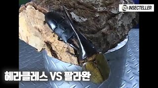 헤라클레스왕장수풍뎅이 VS 팔라완왕넓적사슴벌레! [충왕전 사슴벌레 VS 장수풍뎅이 스페셜매치]