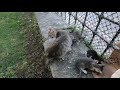 Mom cat attacking other cat that approaching her kittens