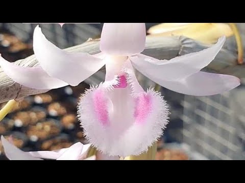 Video Lan rừng giá rẻ Thái Oanh. Lô Chậu Mẹ Hồng Lạc Sơn Giá... - youtube