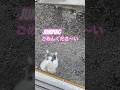 ネコと子ネコとおじさん　毛玉ニャンコのjumpingごめんくださ〜い‼️ #shorts #cat #毛玉ニャンコ #猫のいる暮らし #猫