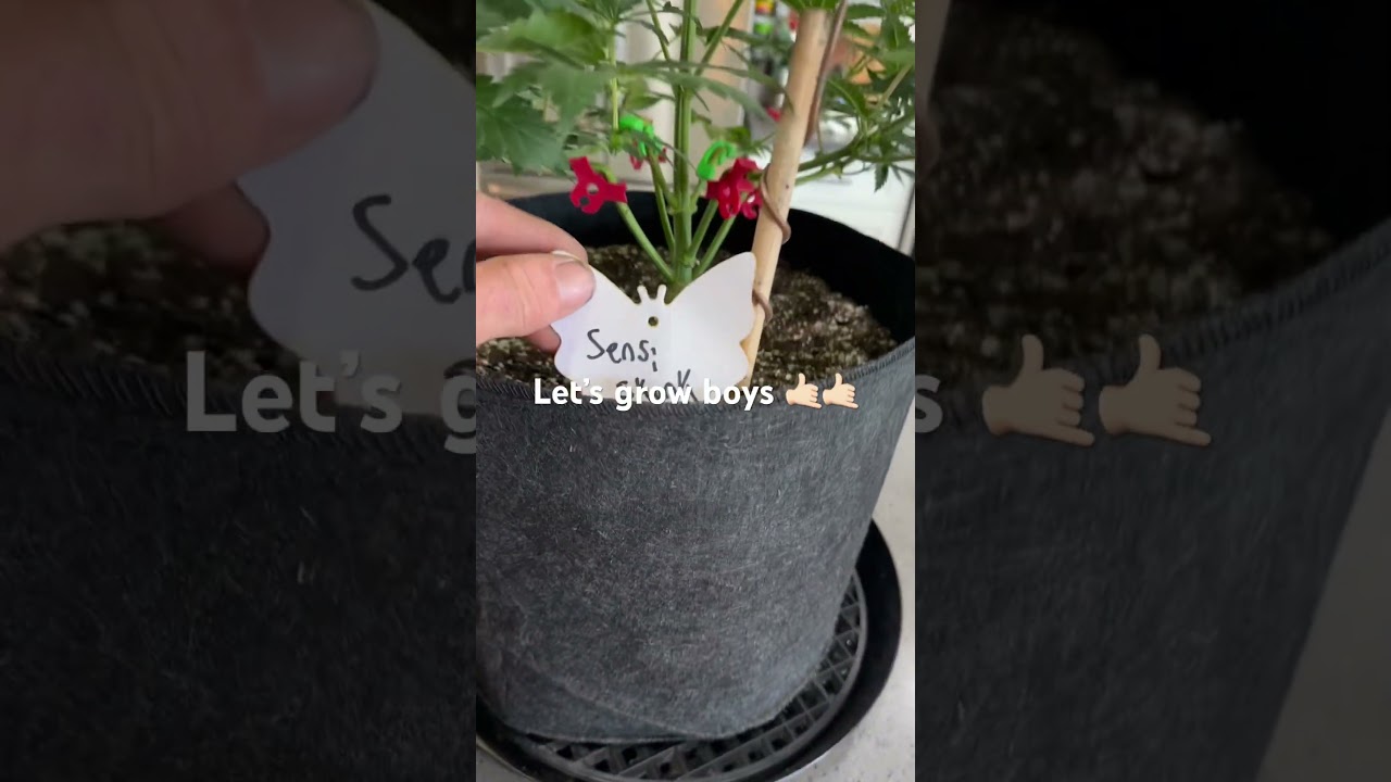 Let’s grow boys 🤙🏻